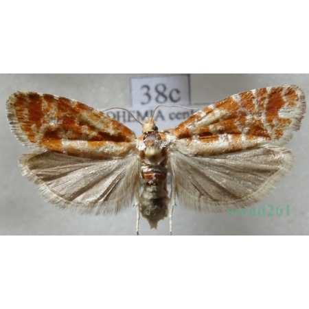 Rhyacionia pinicolana (Doubleday, 1850) Zwójka sosnóweczka Czech38c